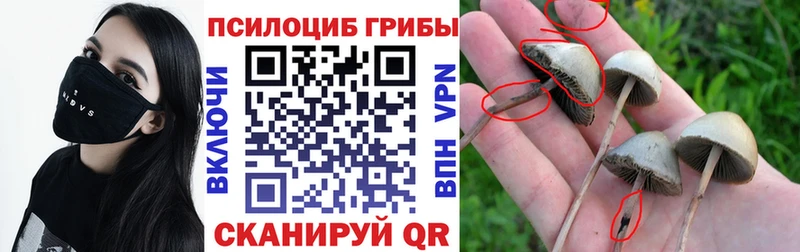 купить   Оренбург  blacksprut сайт  нарко площадка формула  Галлюциногенные грибы GOLDEN TEACHER 